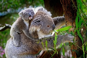 Adult and baby koala