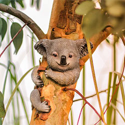 koala-wrapped