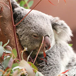 koala-sleeping