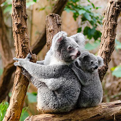 two-koalas