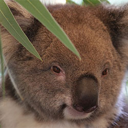 koala-close-up