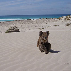 koala-beach