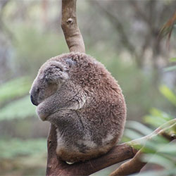 koala-tree