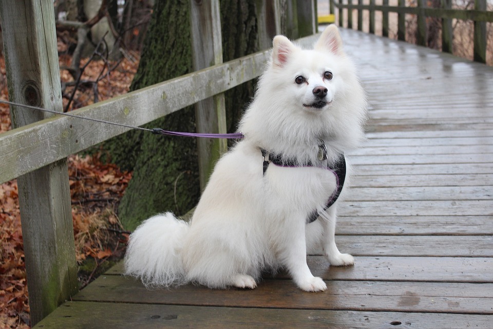 Alaskan Eskimo Kai dog sitting