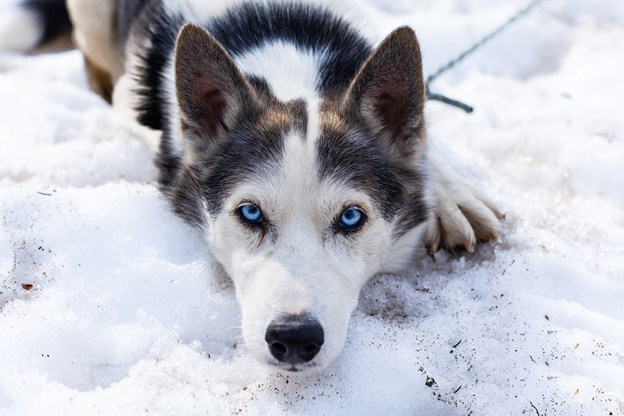 Husky dog laying down