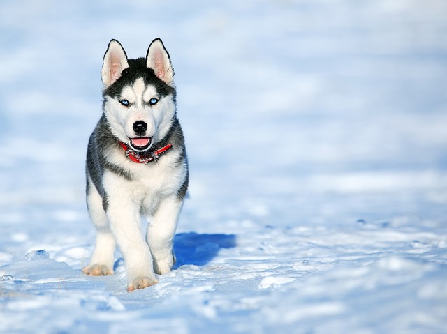 Alaskan Husky puppy in snow