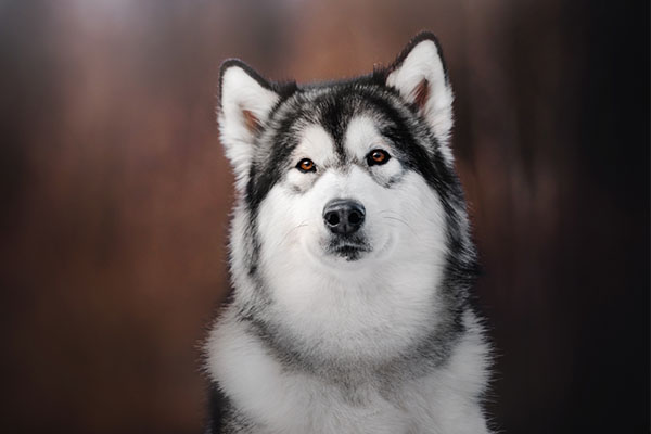 Alaskan Malamute dog