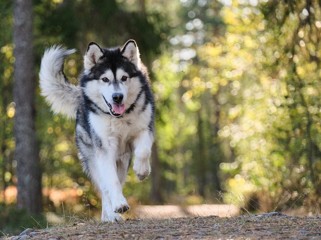 Dog running on path