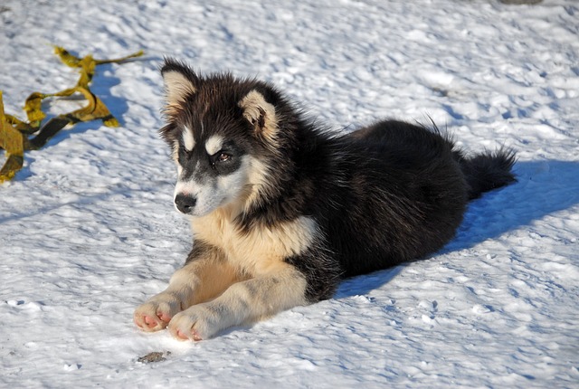 Greenland puppy in snow