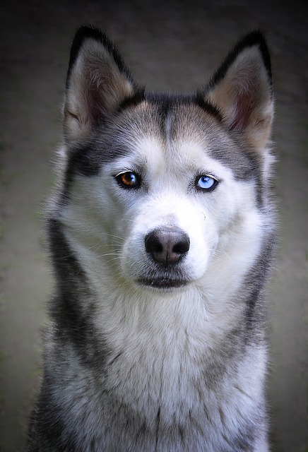 Siberian Husky with brown and blue eye