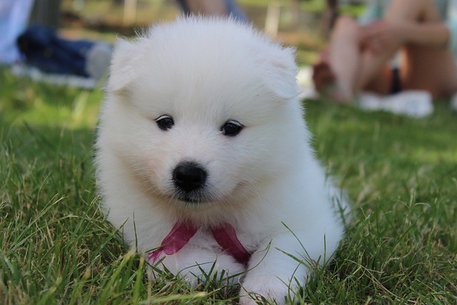 Samoyed puppy in grass