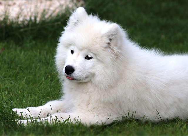 Samoyed puppy in the grass