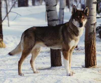 Greenland dog