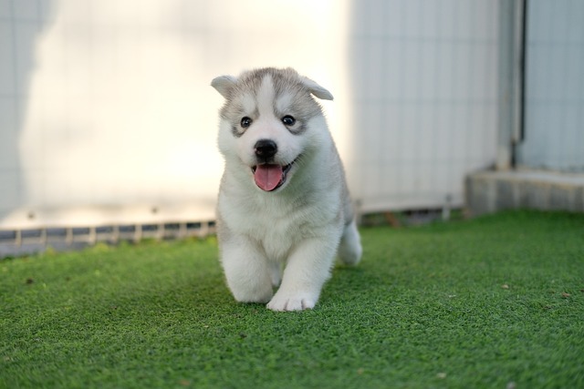 Suberian Husky Puppy in grass