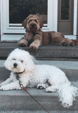 2 dogs together