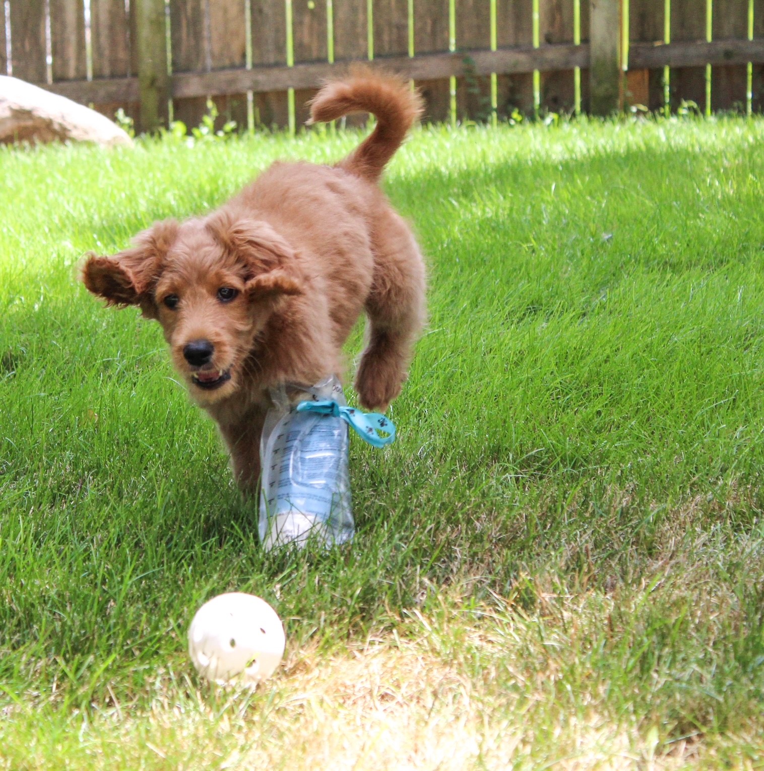 puppy in grass